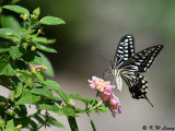 Papilio xuthus DSC_1740
