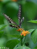 Papilio xuthus DSC_2002