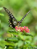 Papilio xuthus DSC_1661