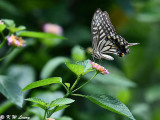 Papilio xuthus DSC_1999