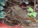 Rufous-tailed Robin DSC_6563