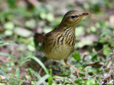 Lanceolated Warbler DSC_7923