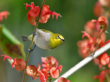 Japanese White-eye DSC_3063