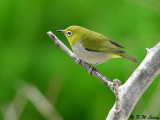 Japanese White-eye DSC_3581