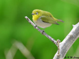 Japanese White-eye DSC_3622