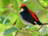 Scarlet-backed Flowerpecker DSC_1098
