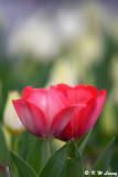 Tulip DSC_1387
