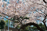 Cherry Blossom DSC_1917