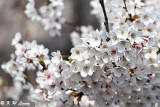 Cherry blossoms DSC_1746