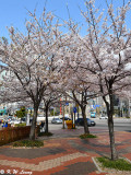 Cherry Blossom DSC_1900