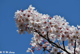 Cherry blossoms DSC_2306