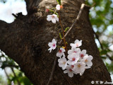 Cherry Blossom DSC_1971