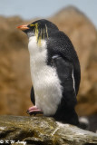 Penguin DSC_1346