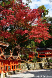 Hachirai Shrine, Kasuga Taisha Shrine DSC_3092