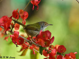 Common Tailorbird DSC_4785