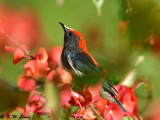 Scarlet-backed Flowerpecker DSC_4467