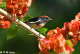 Scarlet-backed Flowerpecker DSC_5258