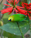 Blue-winged Leafbird DSC_7564