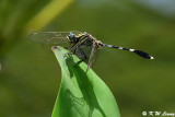 Orthetrum sabina sabina DSC_8233