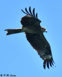 Black Kite DSC_8822