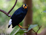 Yellow-faced Myna DSC_9721