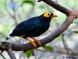 Yellow-faced Myna DSC_9821