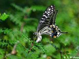 Papilio xuthus DSC_1435