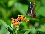 Graphium sarpedon (青鳳蝶)