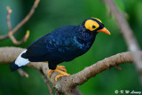 Yellow-faced Myna (黃臉樹八哥)