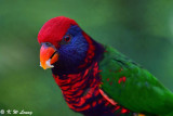 Parrots (鸚鵡)