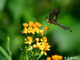 Graphium agamemnon (統帥青鳳蝶)