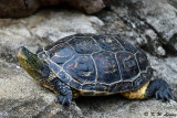 Chinese stripe-necked turtle DSC_2321