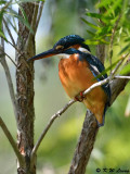Common Kingfisher DSC_4622