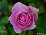 Rose DSC_5216