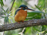 Common Kingfisher DSC_4632