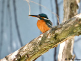 Common Kingfisher DSC_5440
