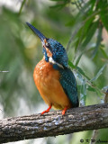 Common Kingfisher DSC_5402