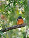 Common Kingfisher DSC_5571