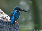 Common Kingfisher DSC_5876