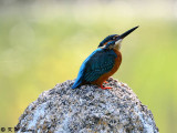 Common Kingfisher DSC_5898