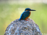 Common Kingfisher DSC_5892