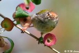Common Tailorbird (長尾縫葉鶯)