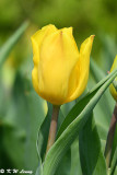 Tulip DSC_6607