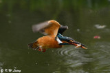 Common Kingfisher DSC_7856