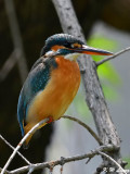 Common Kingfisher DSC_7903