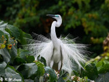 Little Egret with Plumes in Courtship Display DSC_8116