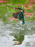 Common Kingfisher DSC_7851