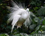 Little Egret with Plumes in Courtship Display DSC_8013