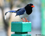 Blue Magpie (紅嘴藍鵲)