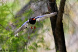 Blue Magpie DSC_7874